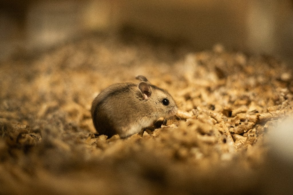 Chinese dwerghamster | Jonge hamsters | Goed tam te maken