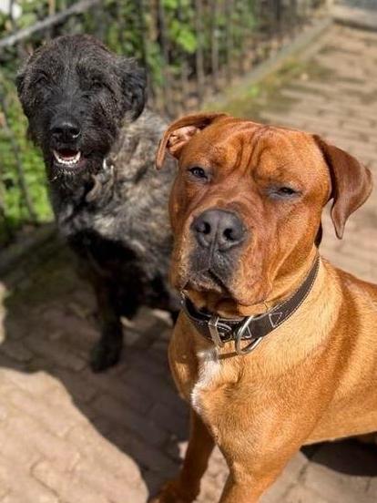 Nog 2 prachtige, en lieve pups te koop. Kruising dog, Dieren en Toebehoren, Honden | Niet-rashonden, 8 tot 15 weken, Groot, Meerdere