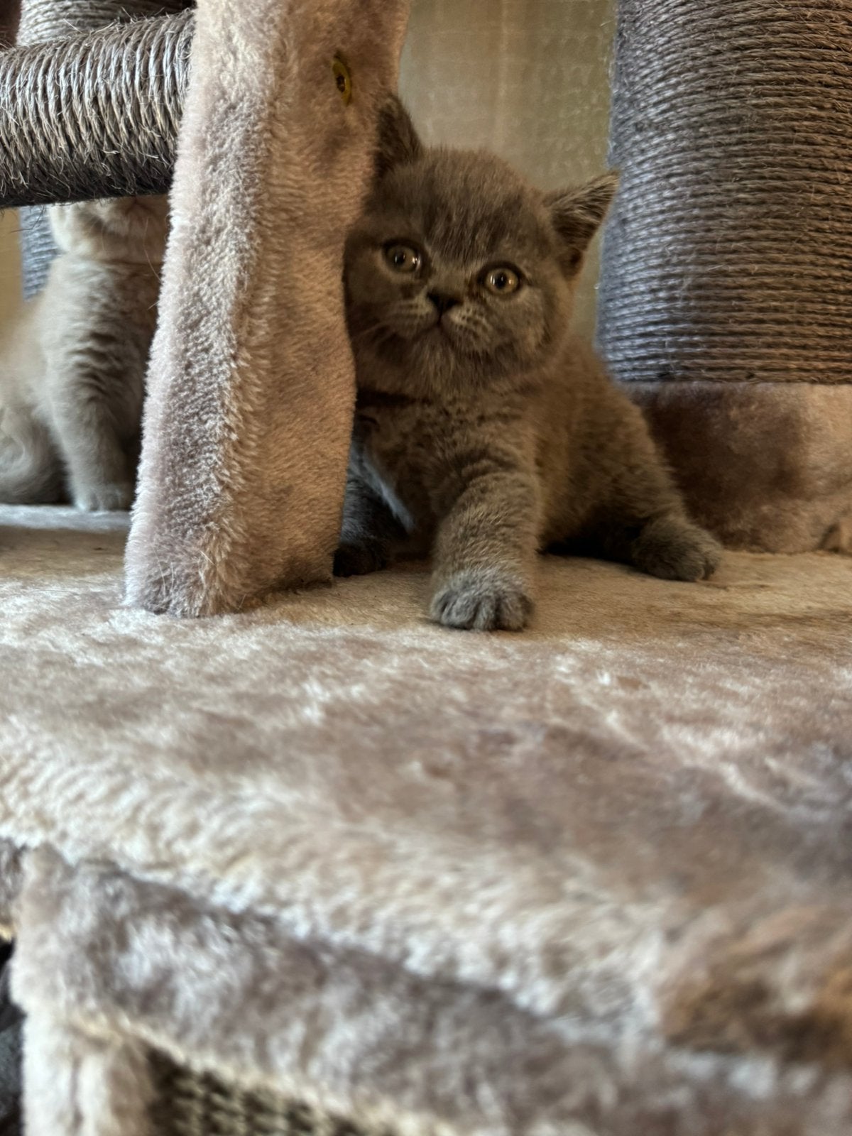 ‼️Nog beschikbaar mooie britse korthaar kitten‼️, Kater, Ontwormd, 0 tot 2 jaar