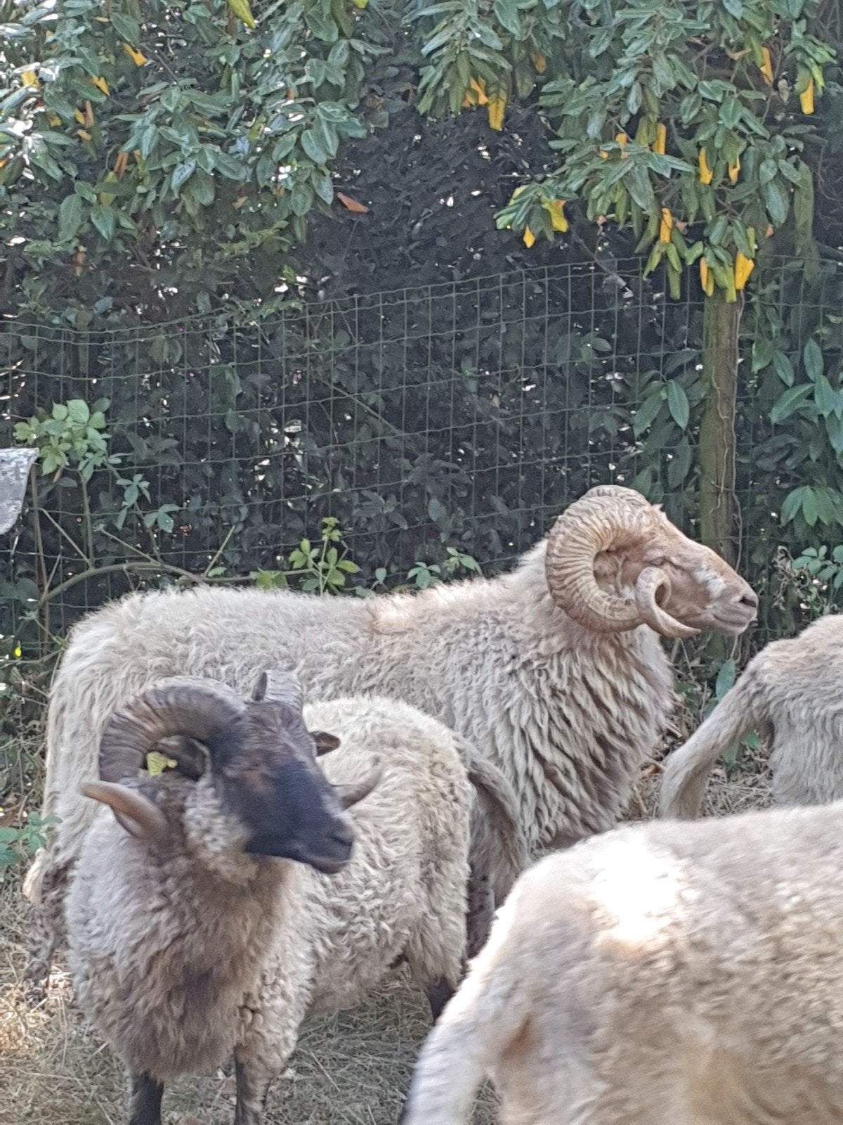 dekram te huur en te koop, Dieren en Toebehoren, Mannelijk, Schaap, 0 tot 2 jaar