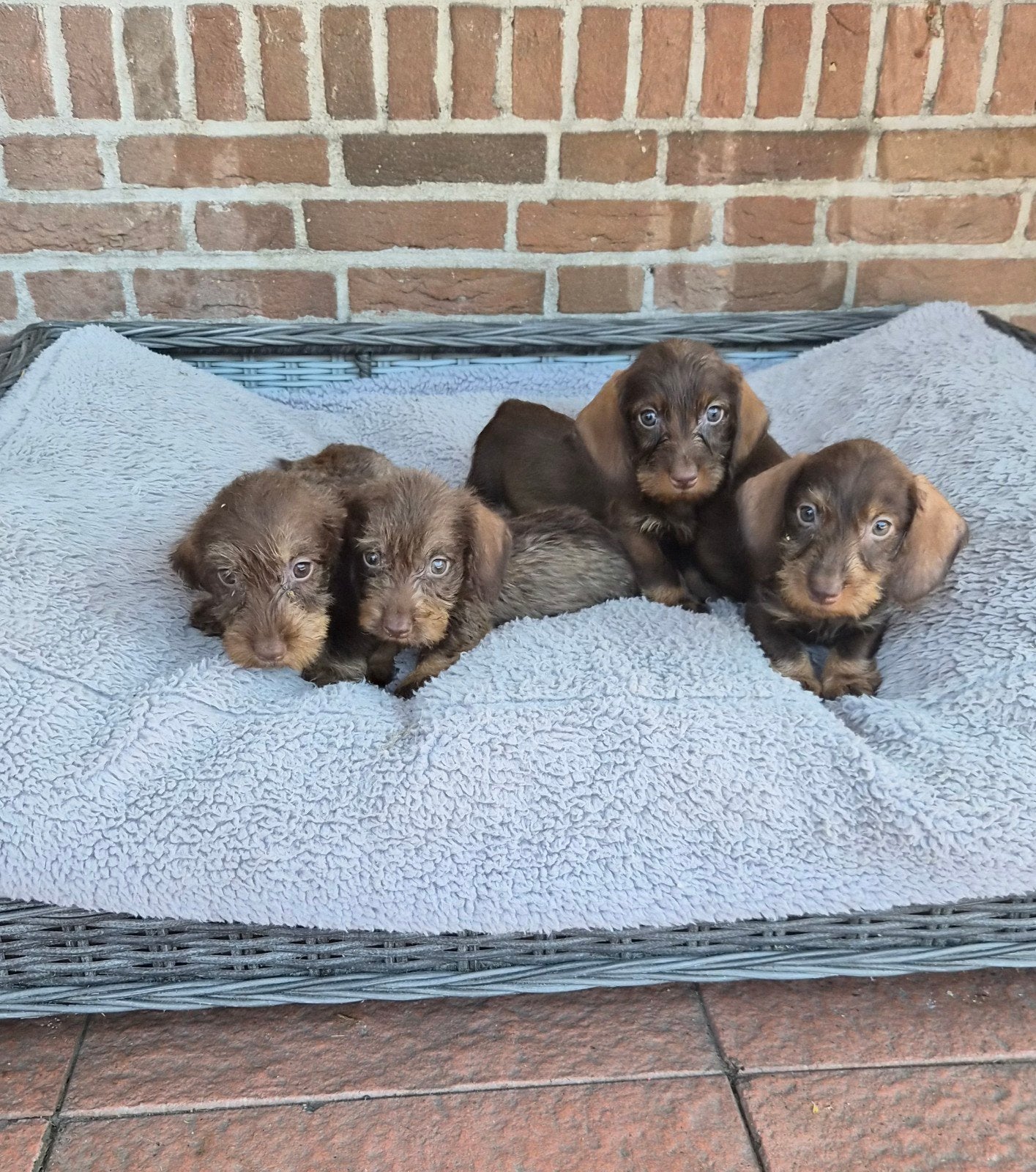 hele leuke ruwharige dwergteckel puppies, Parvo, 8 tot 15 weken, Dwerg, Meerdere