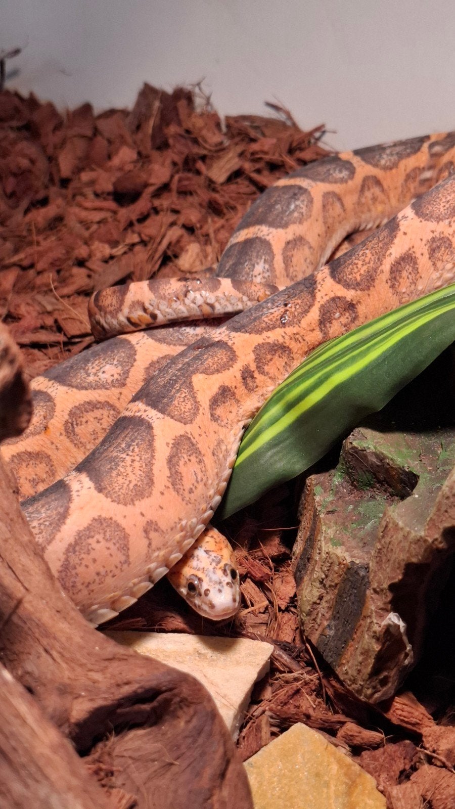 pantherophis guttatus 1.0 scaleless Rat Snake - male for sale from Daphne
