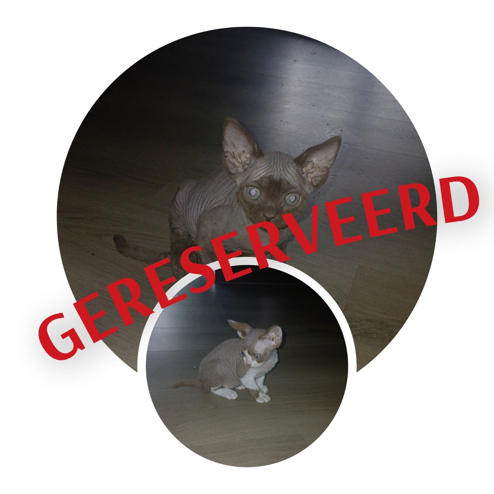 Devon Rex, Dieren en Toebehoren, Katten en Kittens | Raskatten | Korthaar, Meerdere dieren, 0 tot 2 jaar, Gechipt, Ontwormd, Ingeënt