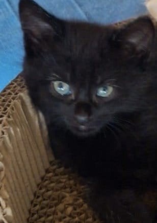 cyperse poesje en 2 zwarte katers  7 weken, Dieren en Toebehoren, Meerdere dieren, Kortharig, 0 tot 2 jaar