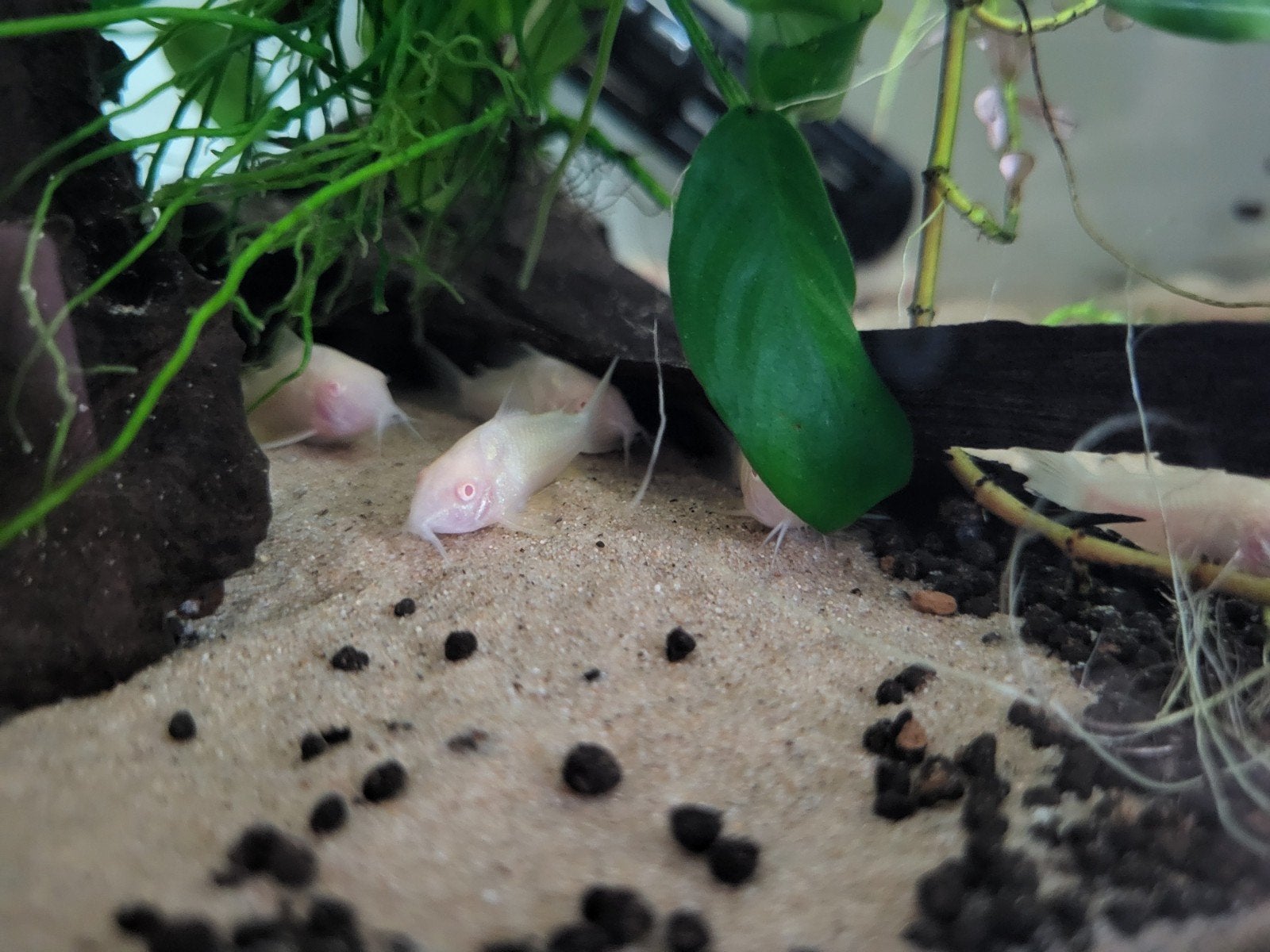 Albino corydoras, Vis