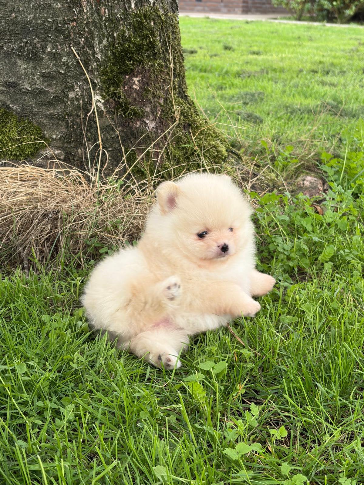 Pomeranian Bearface teefje beschikbaar ️, Dieren en Toebehoren, Keeshond, 8 tot 15 weken, Teef, CDV (hondenziekte)