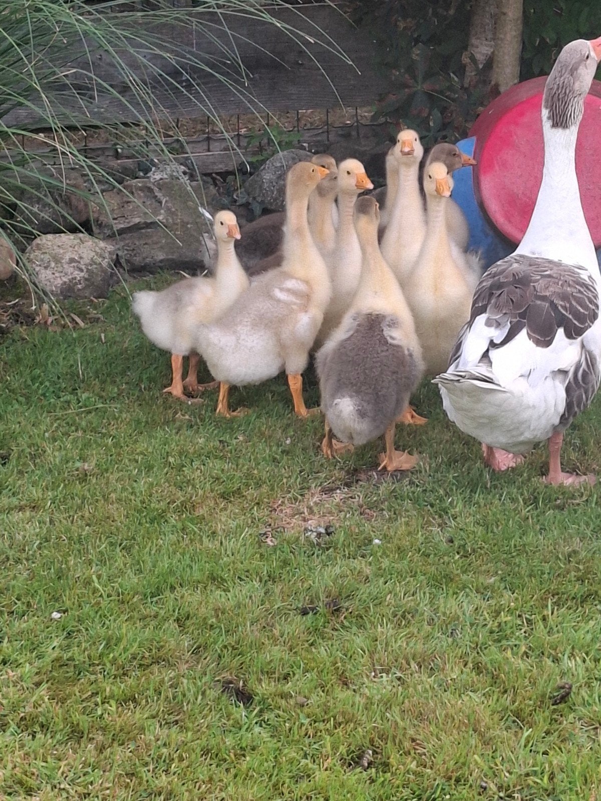 Ganzen, Meerdere dieren, Gans of Zwaan