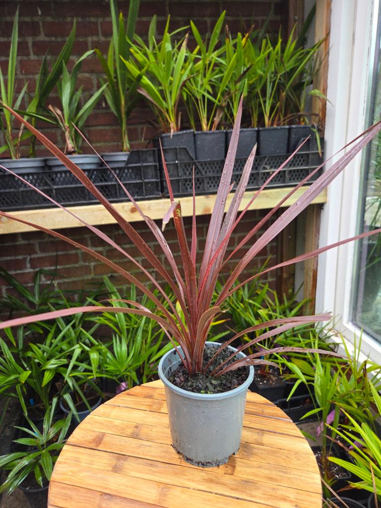 Cordyline australis red, Tuin en Terras, Planten | Tuinplanten, Ophalen of Verzenden, Overige soorten, Volle zon