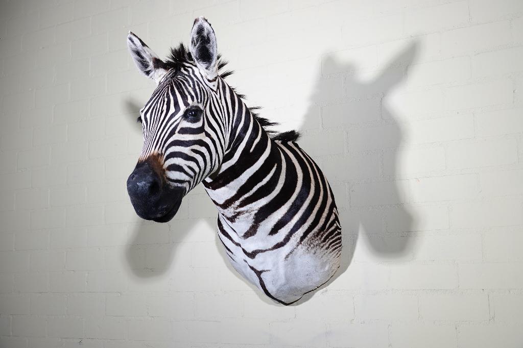 opgezette zebra taxidermy, Ophalen, Zo goed als nieuw, Hert, Gewei of Kop