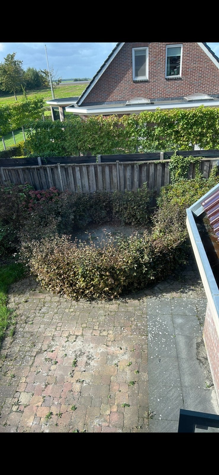 Gratis op te halen beukenhaag., Tuin en Terras, Ophalen, Beukenhaag, 100 tot 250 cm