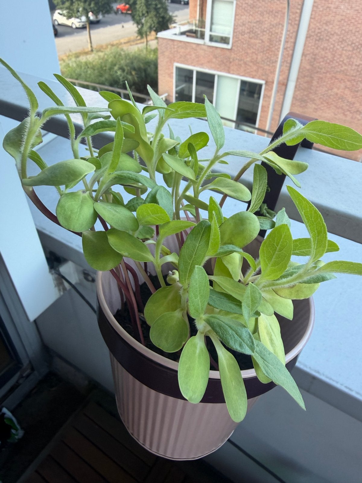 Bloempotten (hema) met binddraad, Ophalen, Kunststof, Gebruikt, Balkon