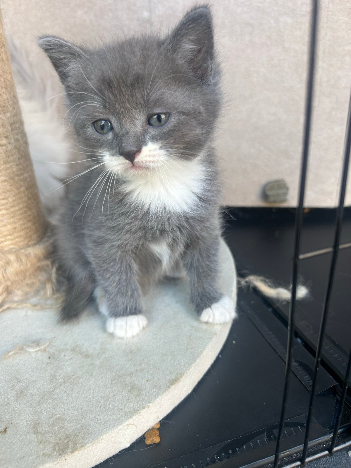 Britse korthaar x neva masquerade kittens, Poes, Kortharig, 0 tot 2 jaar