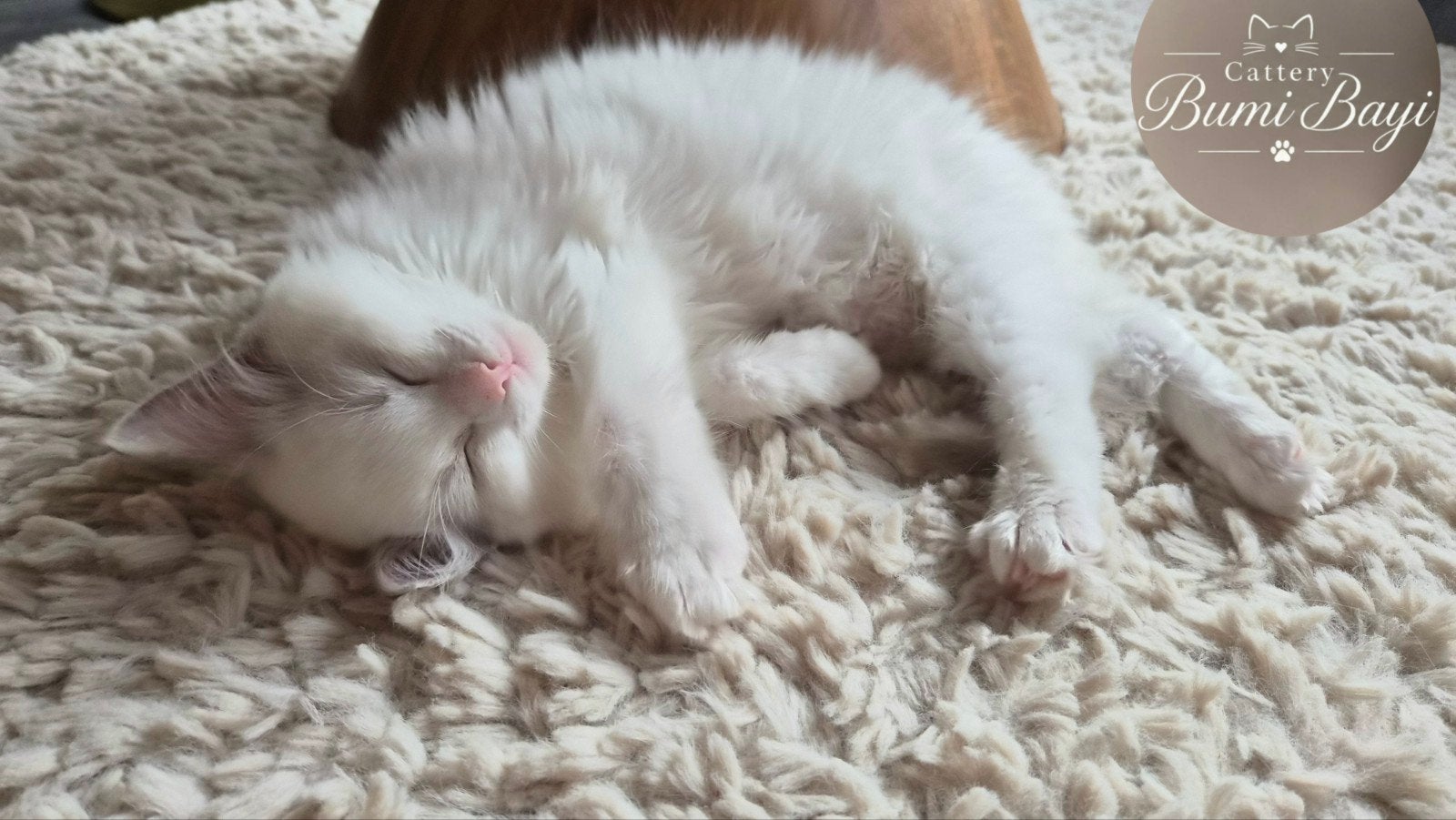 Lieve Ragdoll kittens met stamboom, Kater, Met stamboom, 0 tot 2 jaar