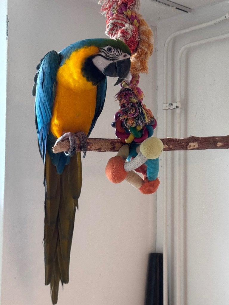 Blauw gele ara (pop, 2024), Dieren en Toebehoren, Vrouwelijk, Papegaai, Tam