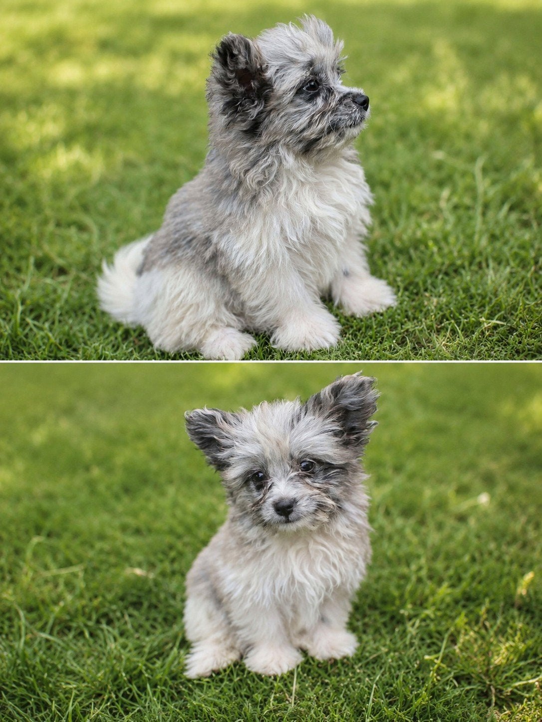 Boomer x pomeriaan pups, 8 tot 15 weken, Meerdere, Meerdere dieren, Klein