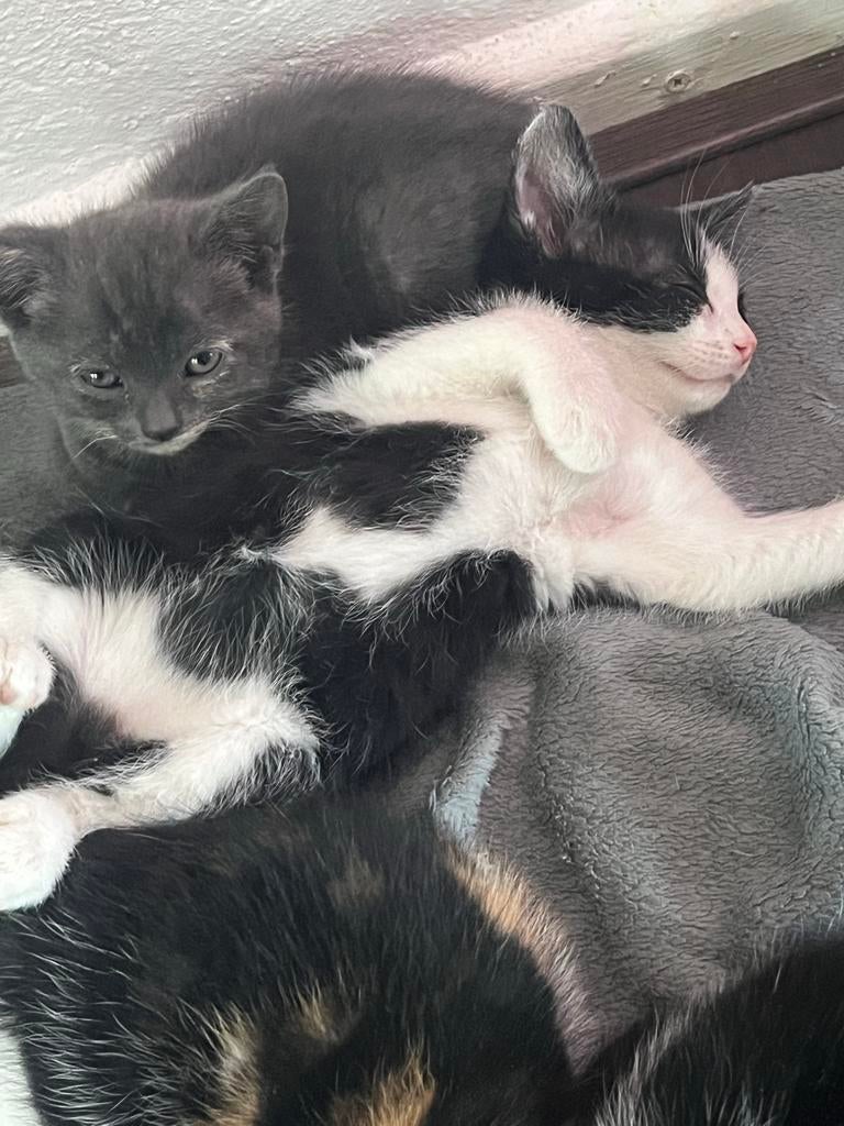 Gratis kittens ophalen, Dieren en Toebehoren, Katten en Kittens | Overige Katten