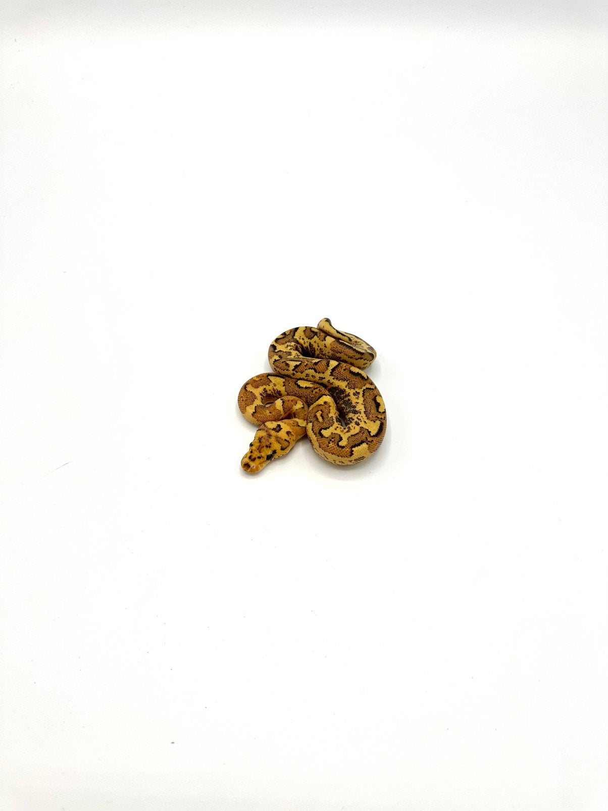 Diverse Python regius - koningspythons Ball Python photo 23