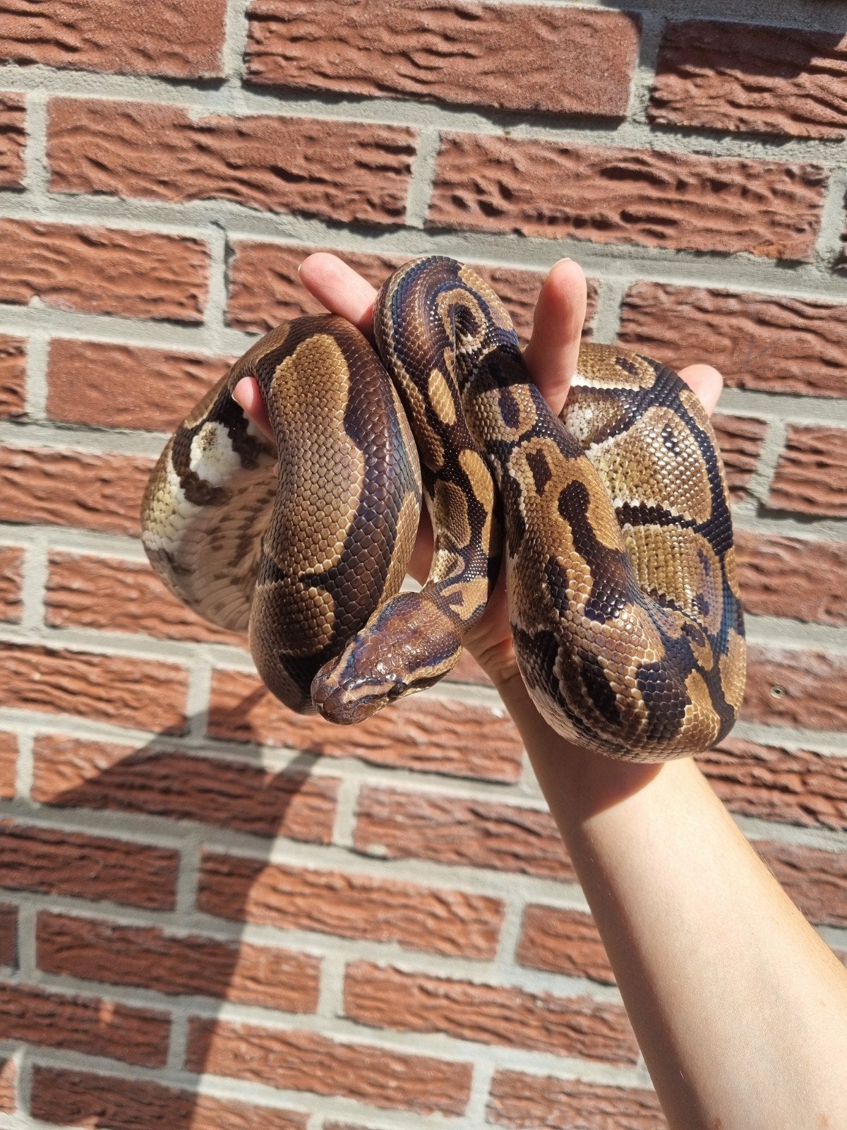 Koningspython (Python regius) + terrarium en toebehoren, Slang, Met terrarium, 7 tot 10 jaar