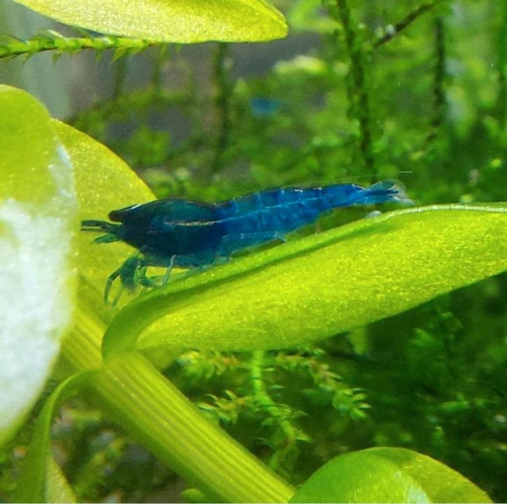Blue sapphire garnaal, Dieren en Toebehoren, Vissen | Aquariumvissen, Kreeft, Krab of Garnaal