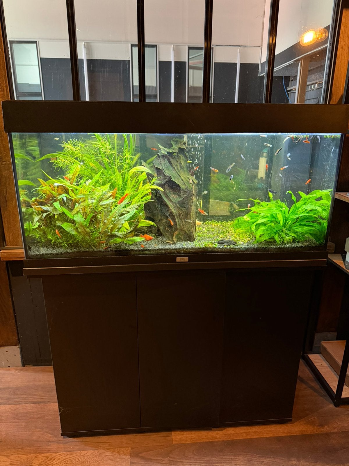 Aquarium 100 cm met kast, Dieren en Toebehoren, Vissen | Aquaria en Toebehoren, Ophalen, Zo goed als nieuw, Gevuld zoetwateraquarium