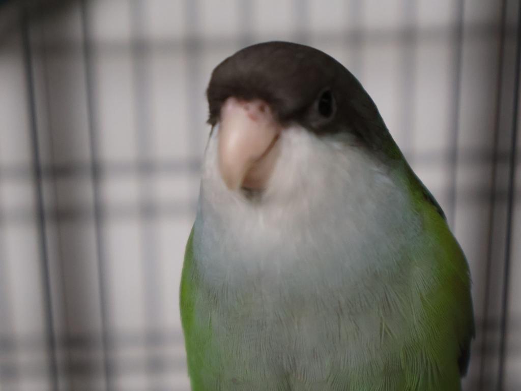 Jonge Tamme parkieten, Meerdere dieren, Tropenvogel, Geringd