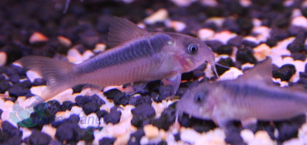 Corydoras rabauti, Dieren en Toebehoren, Vissen | Aquariumvissen, Vis, Zoetwatervis, Schoolvis