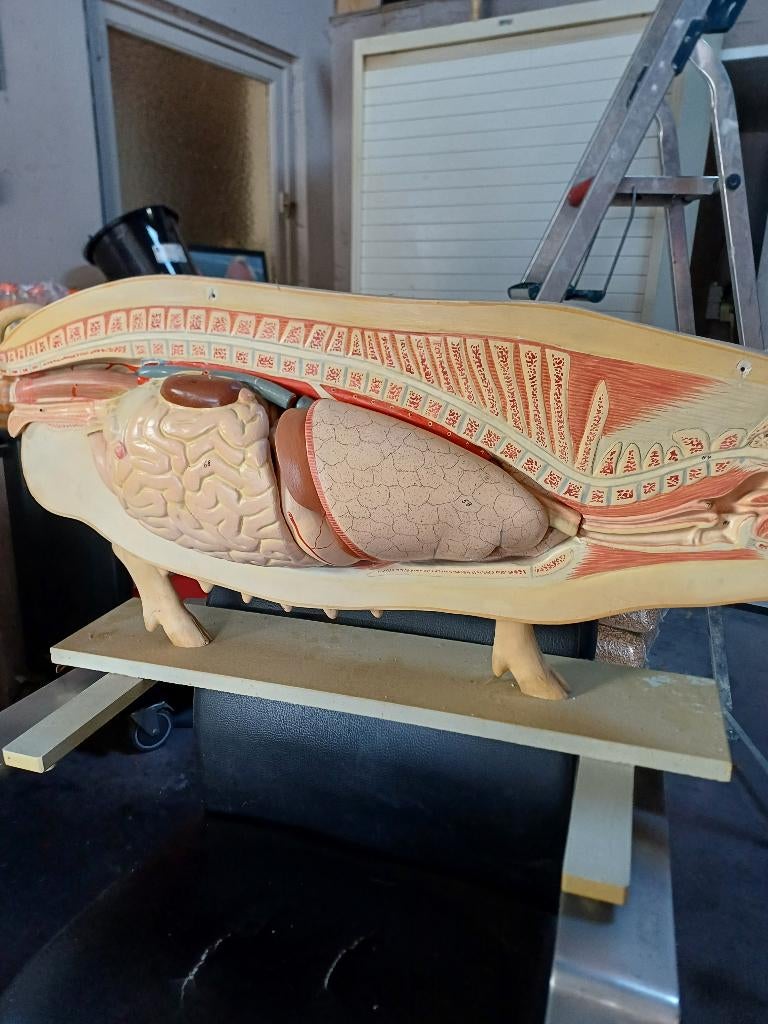 Anatomisch  varken, Antiek en Kunst, Ophalen