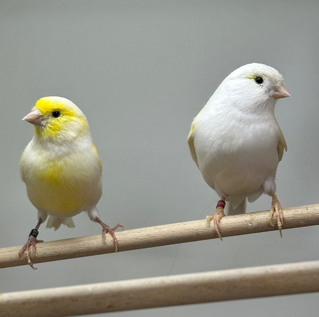 Geel mozaïek kanaries koppel en man, Dieren en Toebehoren, Vogels | Kanaries, Meerdere dieren, Kleurkanarie
