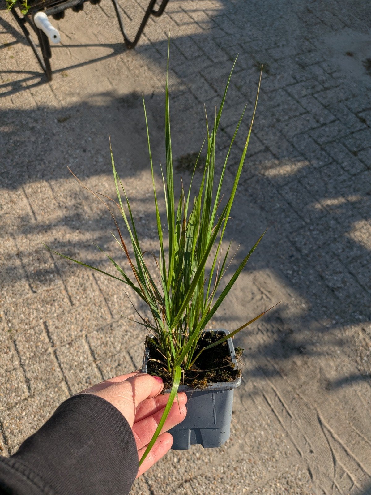 Karl Foerster Struisriet - Siergras voor Tuin en Terras, Ophalen, Volle zon, Vaste plant, Siergrassen
