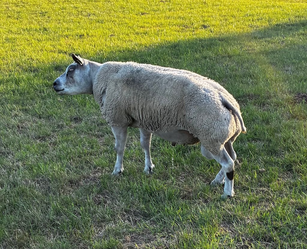 Zware Dek ram  (Vlees Ram ), Dieren en Toebehoren, Mannelijk, Schaap, 0 tot 2 jaar