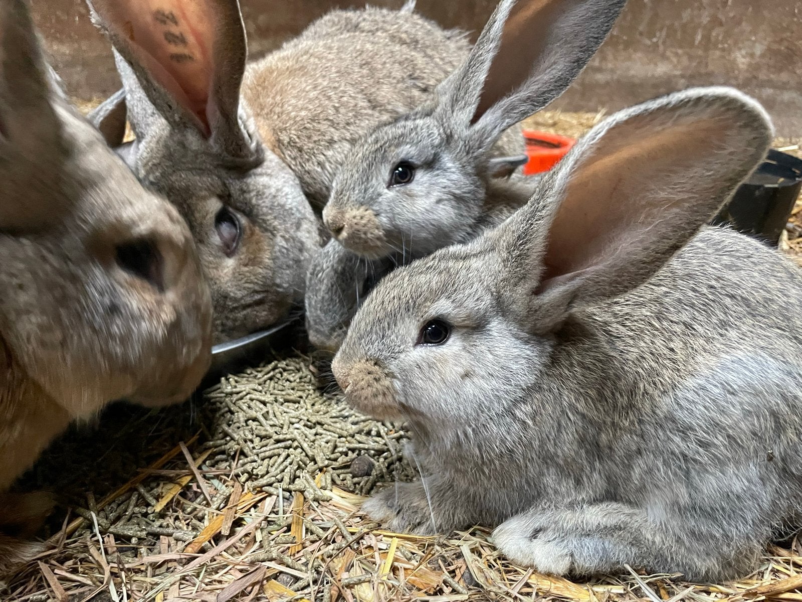 Vlaamse reuzen, Dieren en Toebehoren, Konijnen, Meerdere dieren, Groot, 0 tot 2 jaar