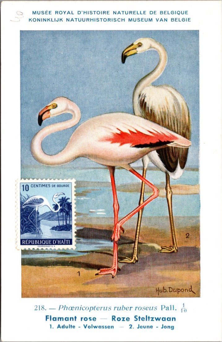 Roze Steltzwaan / Greater Flamingo (stamp) – Nº 218 – (KBIN), Verzamelen, Ansichtkaarten | Dieren, Verzenden, 1940 tot 1960, Ongelopen