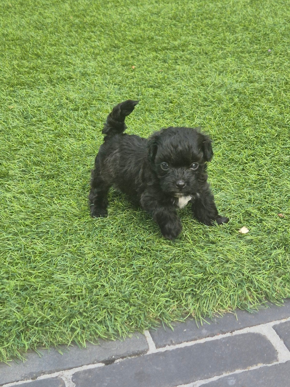 Maltipoo  pups ,mini ,🤩,, Dieren en Toebehoren, Overige rassen, Meerdere, Meerdere dieren, Nederland