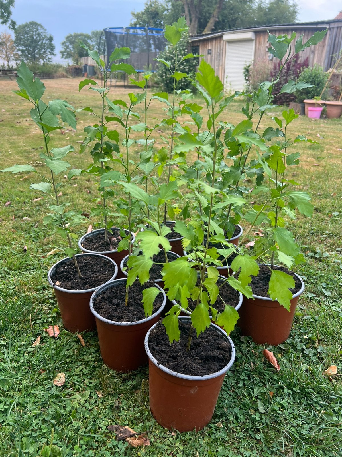 10 hibiscus planten, bloemenhaag maken ✅ versturen, Tuin en Terras, Planten | Struiken en Hagen, Ophalen of Verzenden, Overige soorten