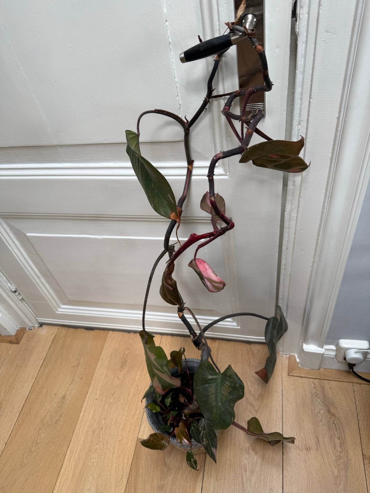 Philodendron Pink Princess - Klimplant, Ophalen, Overige soorten, Struik, 100 tot 250 cm