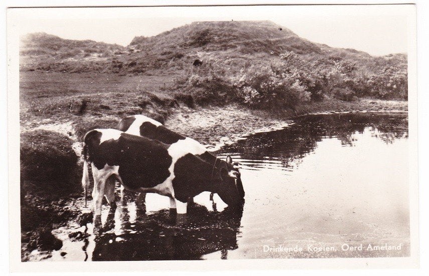 Ameland Oerd - Drinkende koeien, Verzenden, 1940 tot 1960, Gelopen, Waddeneilanden