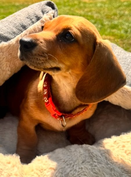 De mooiste, super vrolijke Dwerg Teckel Pups, België, Particulier, 8 tot 15 weken, Korthaar