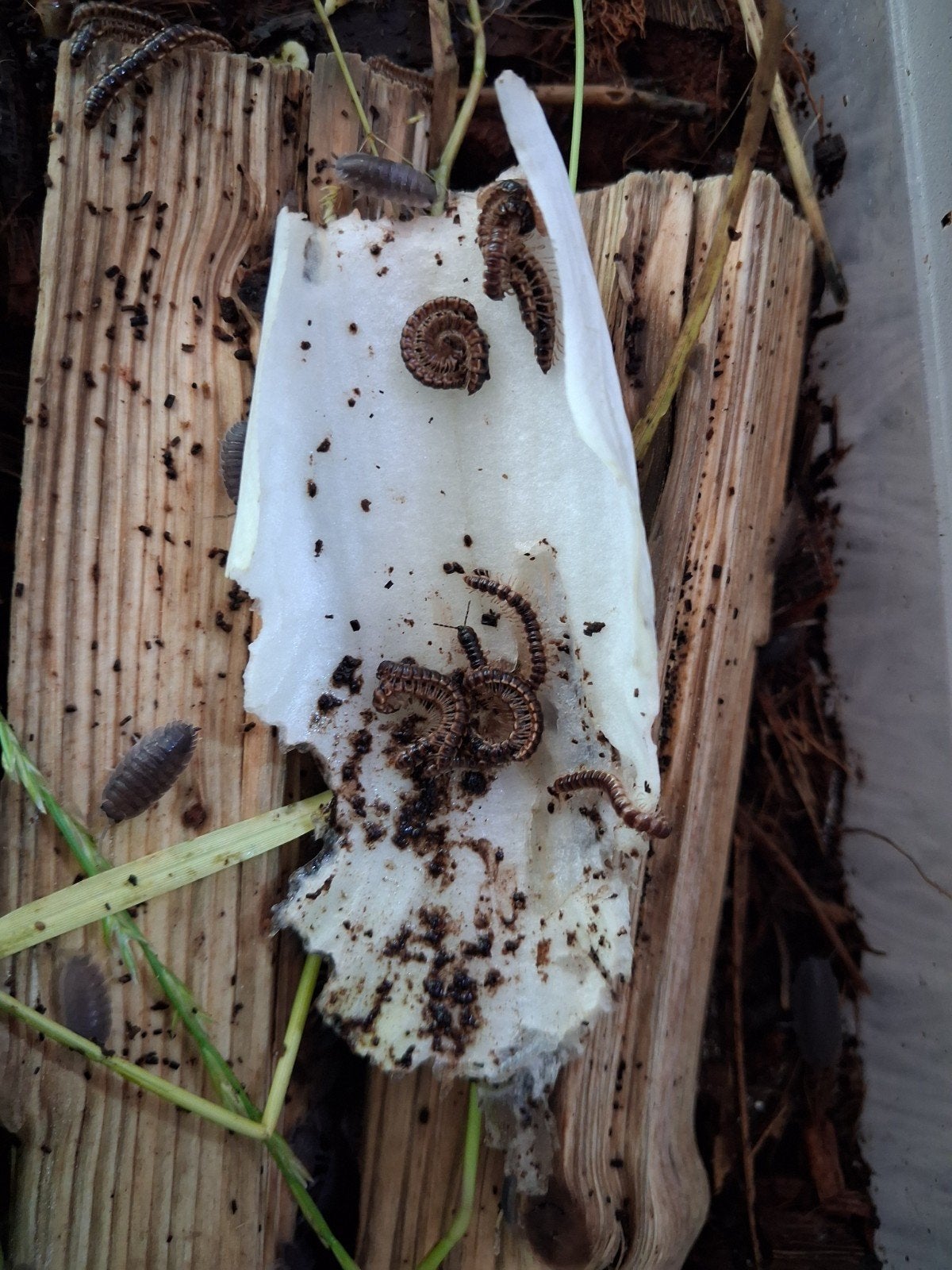 Miljoenpoten div soorten en isopods., Overige soorten