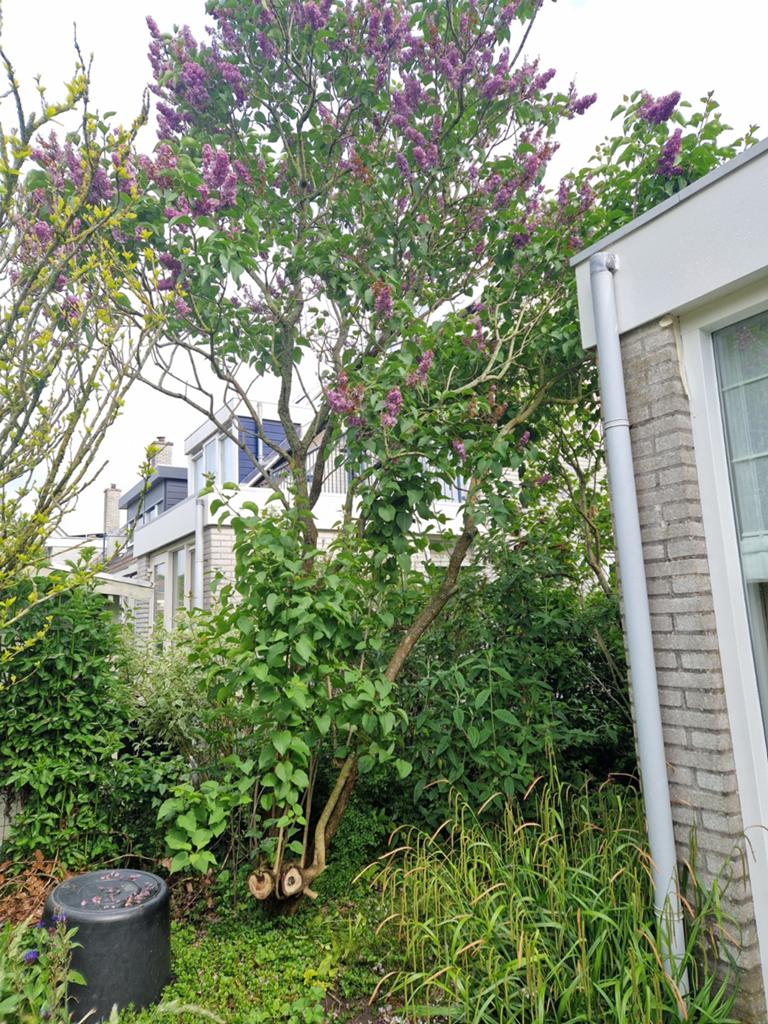 Grote sering boom - zelf uitgraven, Overige soorten, Lente, 250 tot 400 cm, Ophalen