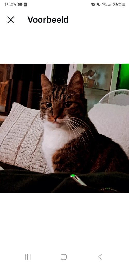 Kater 8 jaar, Dieren en Toebehoren, Kater, Ontwormd, 6 jaar of ouder