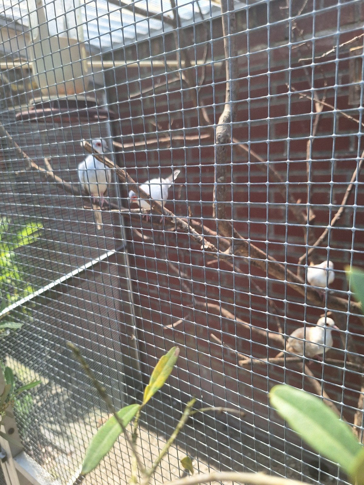 jonge bonte diamantduifjes, Dieren en Toebehoren, Vogels | Duiven, Geslacht onbekend