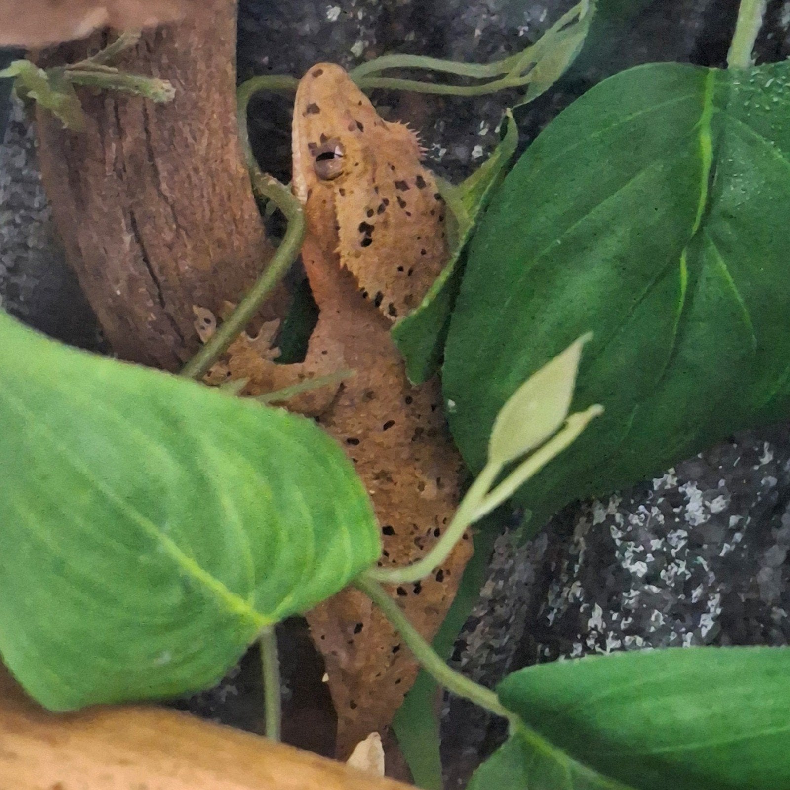 Hele mooie dalmatian wimpergekko/crested gecko vrouw (0.1) Crested Gecko photo 4