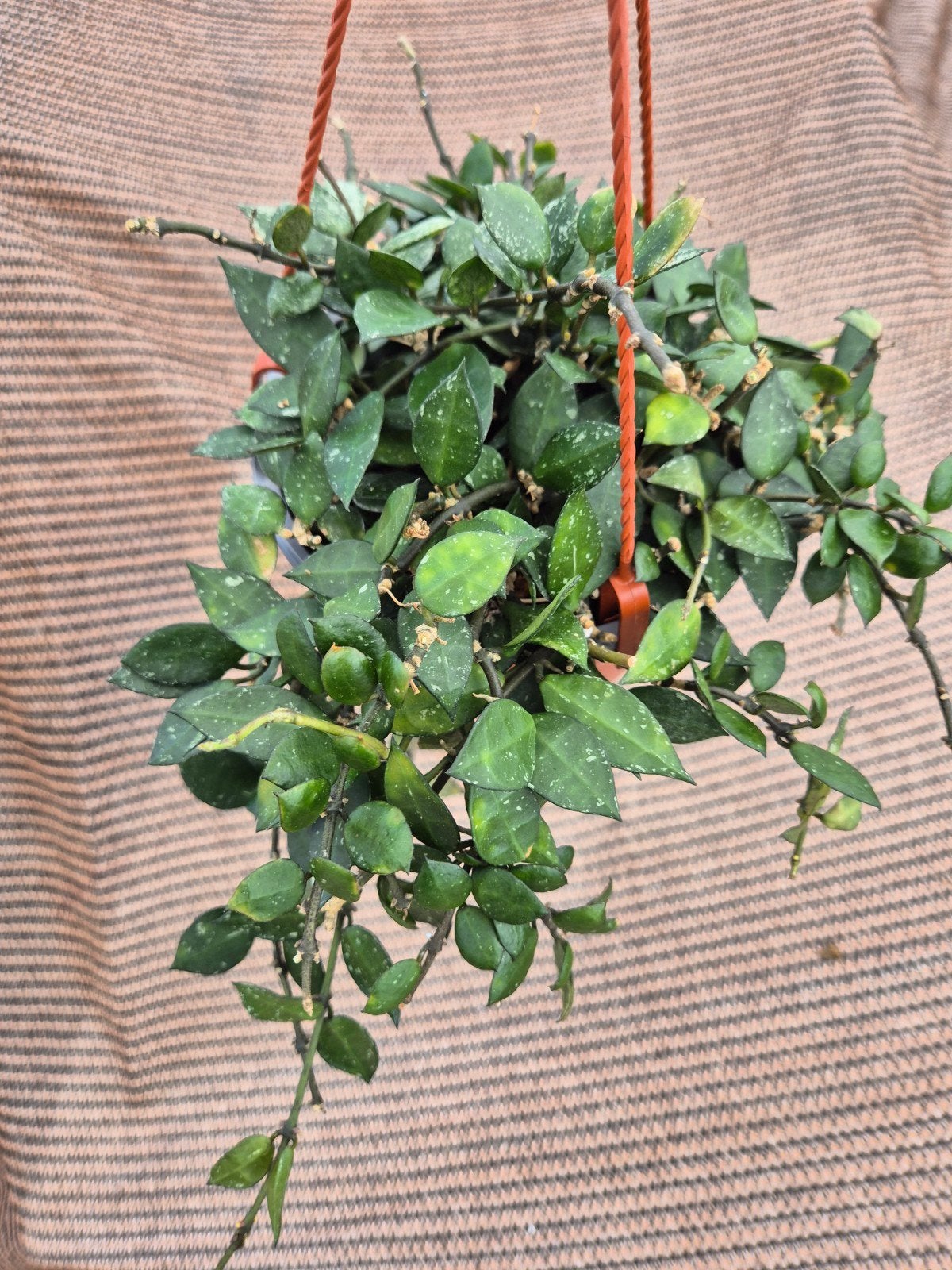 Hoya Krohniana Black p15, Ophalen of Verzenden, Halfschaduw, Minder dan 100 cm