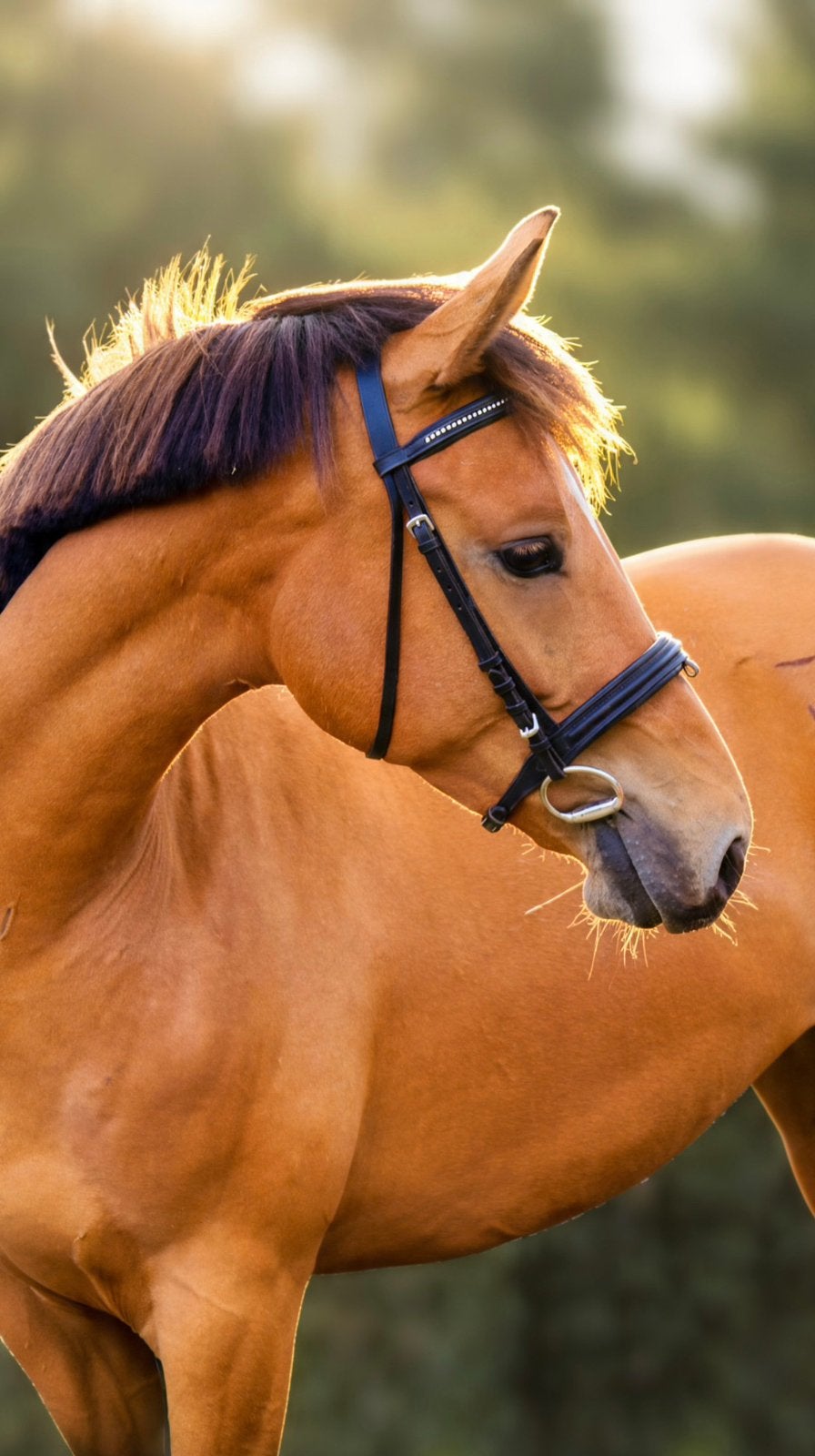 Prachtige 3 jarige E-pony merrie (New Forest x NRPS), Springpony, 3 tot 6 jaar, Merrie, E pony (1.48m - 1.57m)