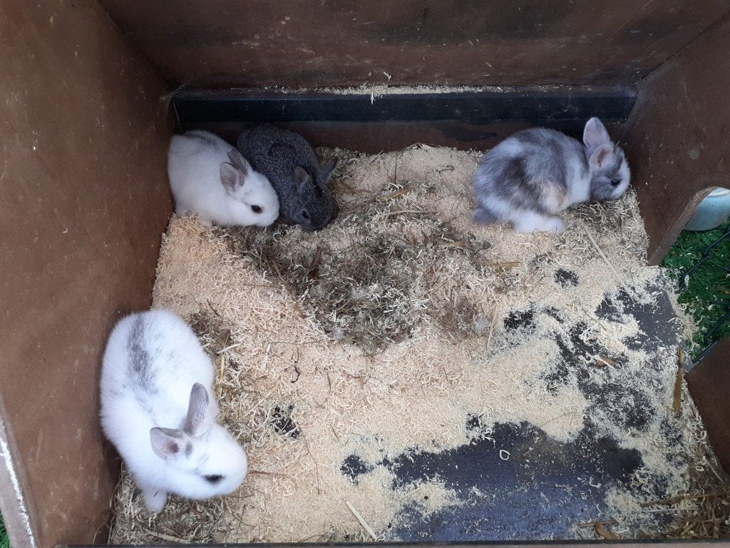 Nog maar één lieve, jonge dekram te koop!, Dieren en Toebehoren, Konijnen, Meerdere dieren, Middelgroot, 0 tot 2 jaar