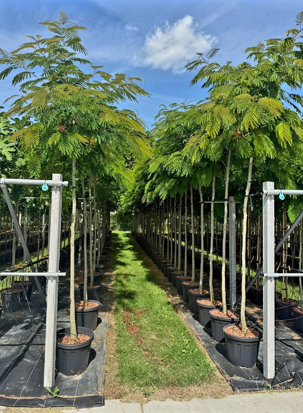 Albizia julibrissin🍀🌺 'Rouge de Tuilière'  🌺🍀, Tuin en Terras, Planten | Bomen, Ophalen, Volle zon, Overige soorten