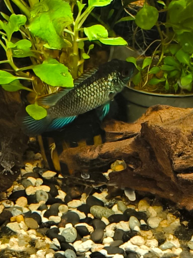 Aequidens pulcher
(Blauwe acara), Vis, Zoetwatervis