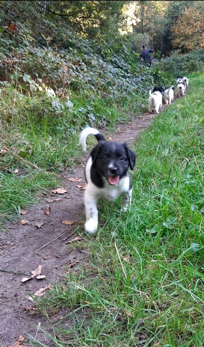 Prachtige Friese Stabij pups, Parvo, Overige rassen, 8 tot 15 weken, Meerdere