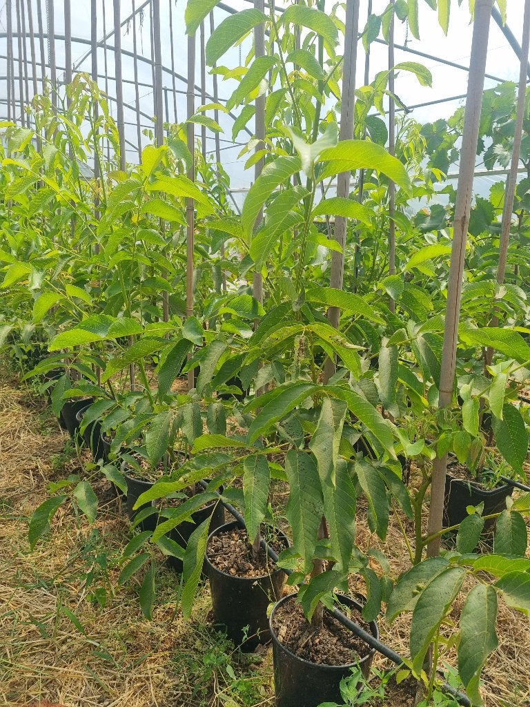 Walnoot - milotai 10, Ophalen, Lente, Overige soorten, In pot
