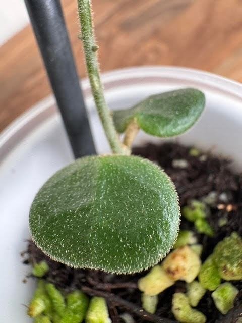 Hoya obcordata, Huis en Inrichting, Ophalen of Verzenden, Halfschaduw, Minder dan 100 cm